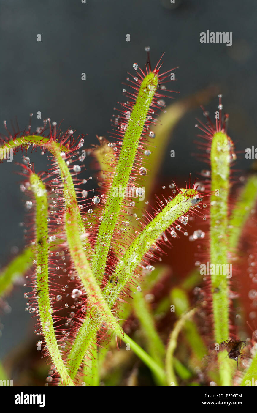 Drosera (Sundew) piante carnivore all'interno della bottiglia giardino, close-up Foto Stock