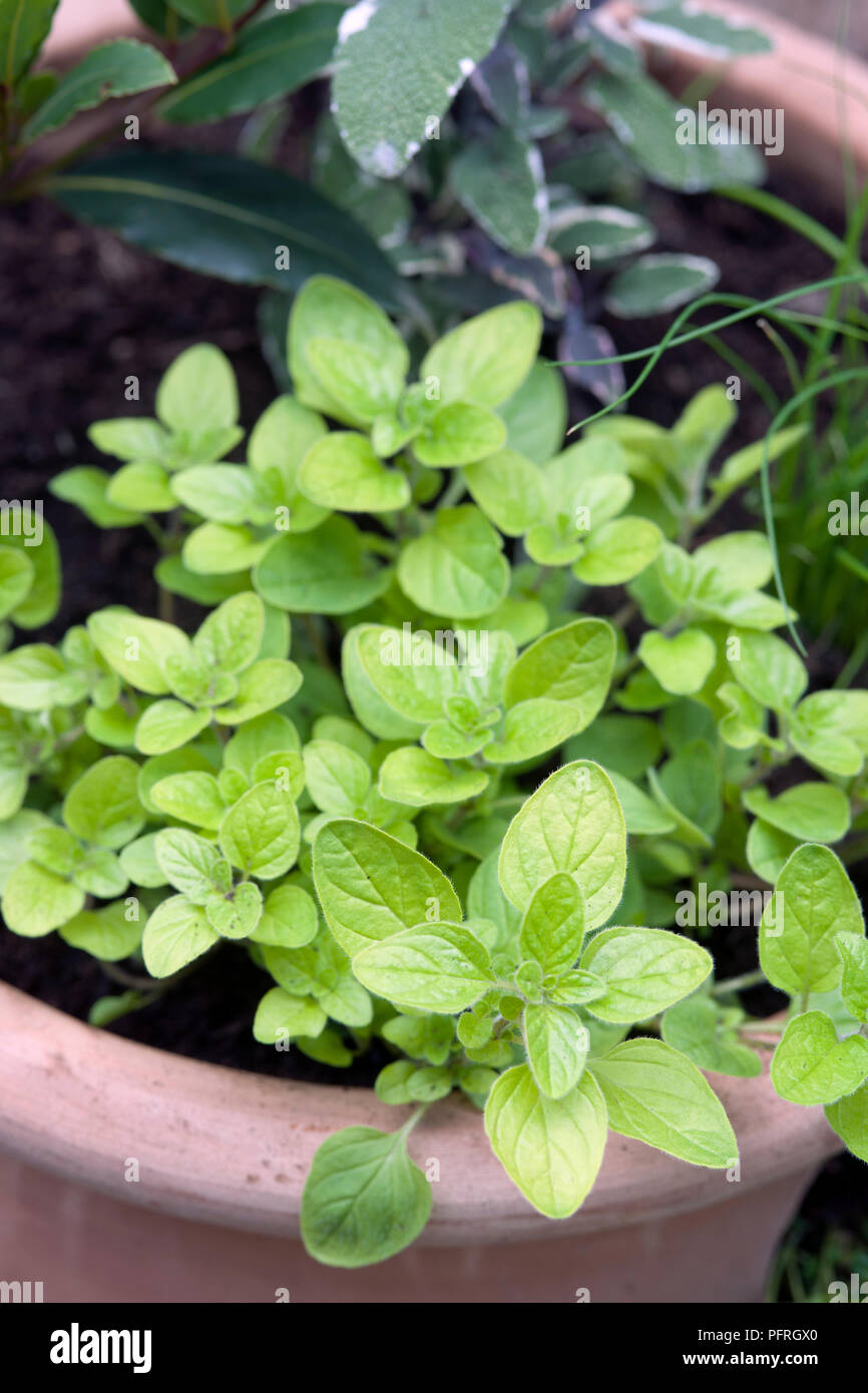 Le erbe aromatiche coltivate in vaso, compresi origano e salvia Foto Stock