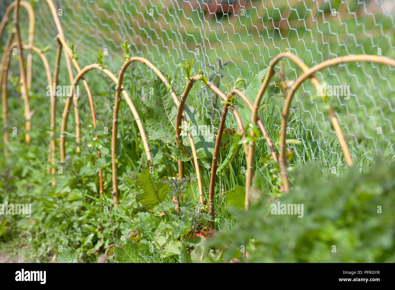 Willow centine e maglia di filo utilizzato come supporto vegetale Foto Stock