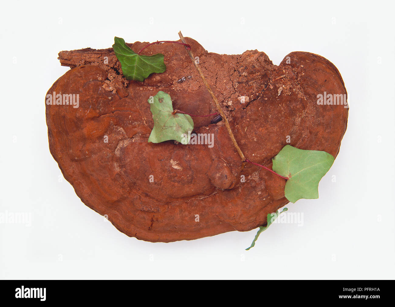 Ganoderma applanatum (dell'artista) staffa della staffa del patogeno fungo con foglie d'edera Foto Stock