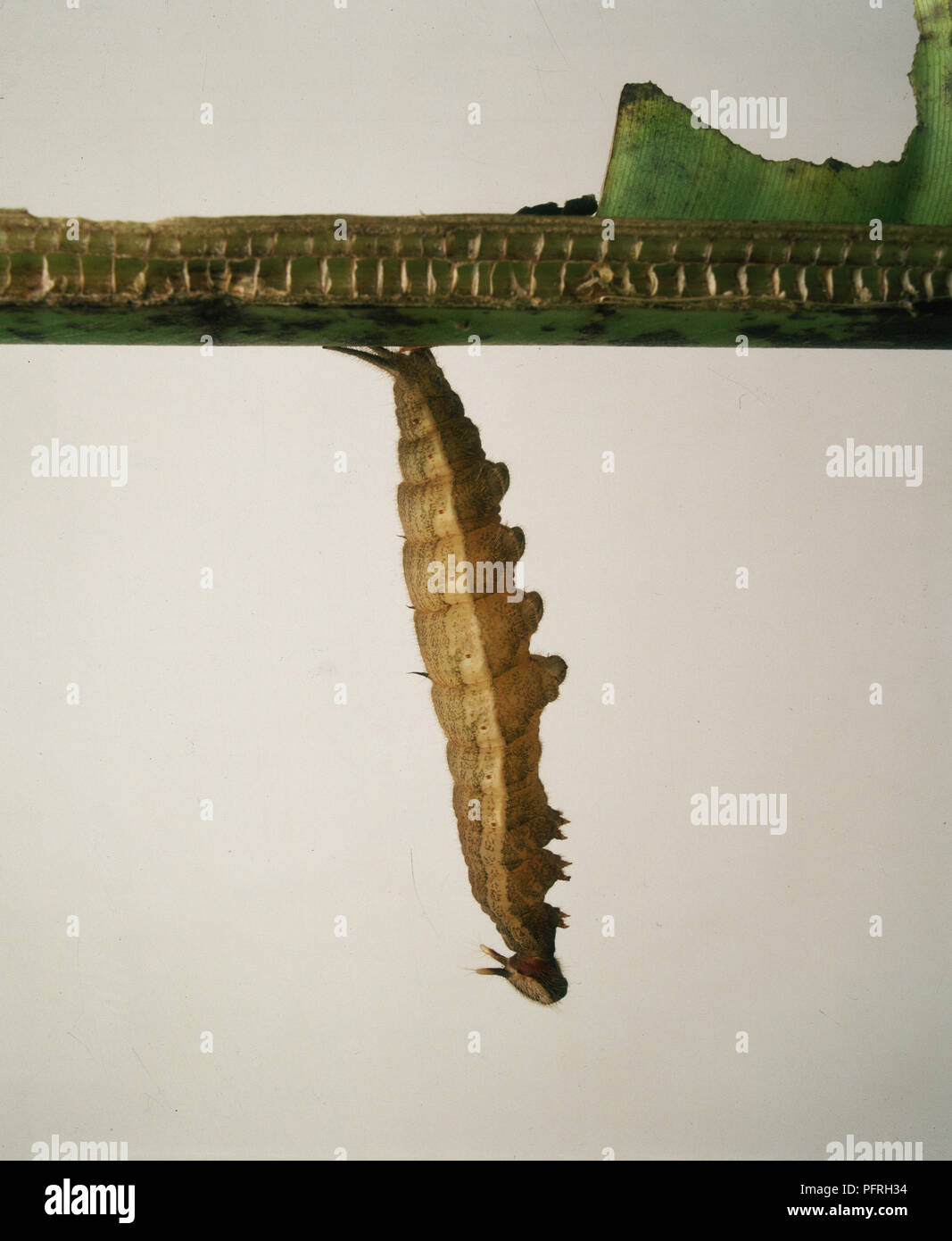 Caterpillar Pupating appesi da stelo Foto Stock