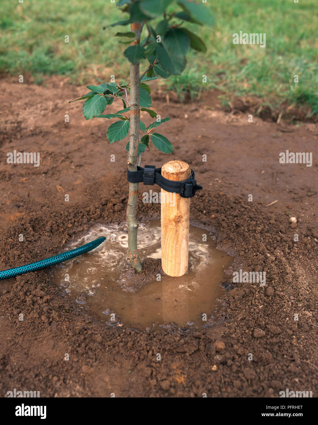 Utilizzando una sistola ad acqua appena piantata contenitore-albero cresciuto attaccato al posto di legno nel foro Foto Stock