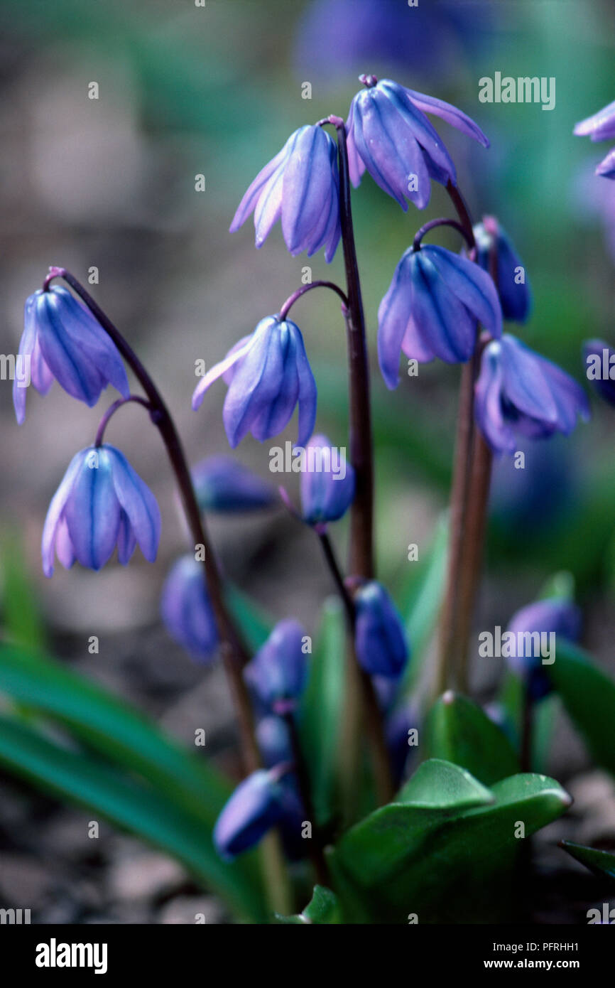Scilla Siberica (Siberian squill), Bosco pianta coltivata per il suo annuire, deep blue fiori di primavera, close-up. Foto Stock