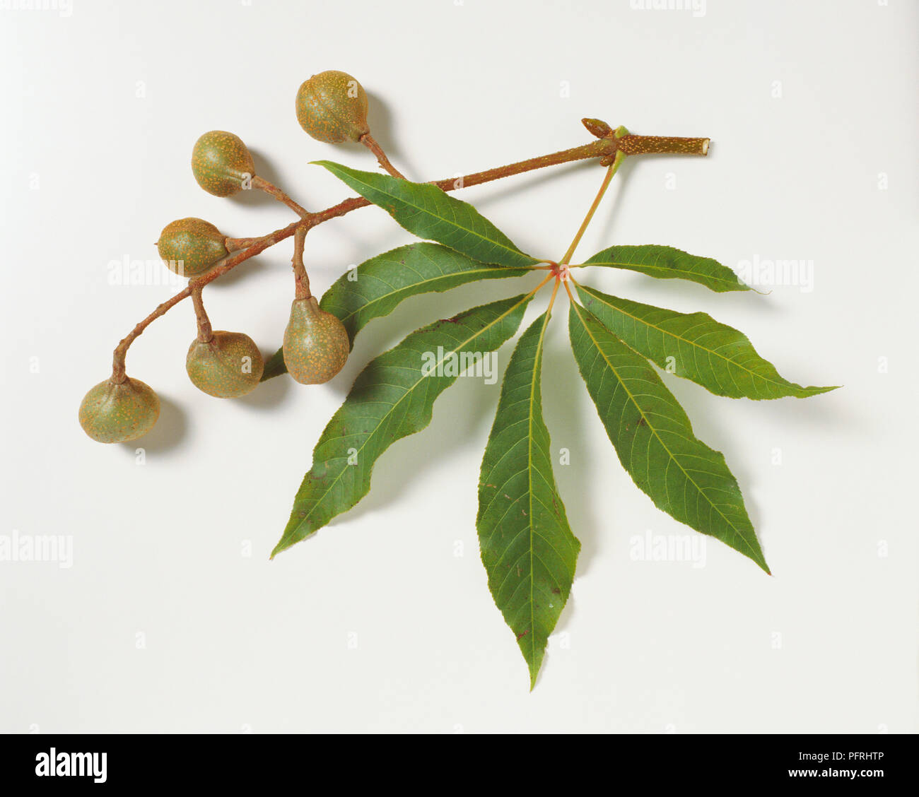 Aesculus indica (Indian ippocastano), stelo o punta di un ramo digitate di cuscinetto e una foglia verde-marrone frutti Foto Stock
