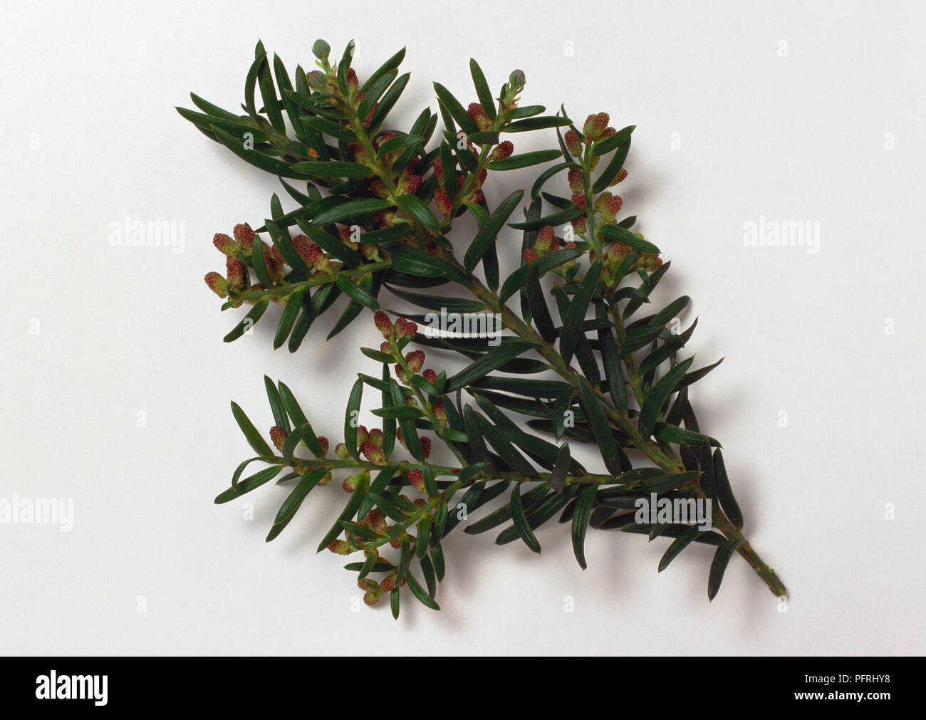 Saxgothaea conspicua (Prince Alberts yew), stelo con foglie di colore verde Foto Stock