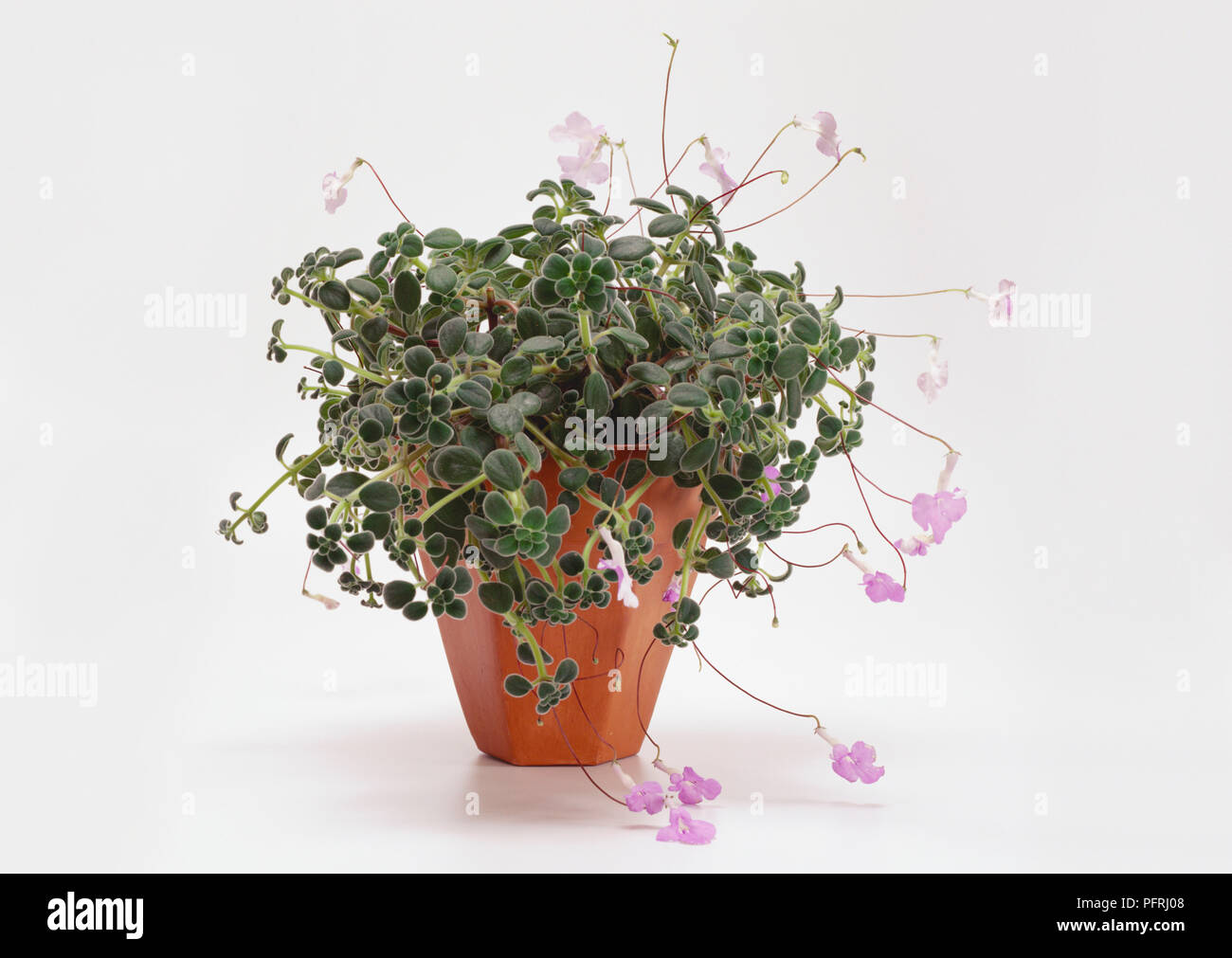 Streptocarpus saxorum (Primula del capo), in una pentola Foto Stock