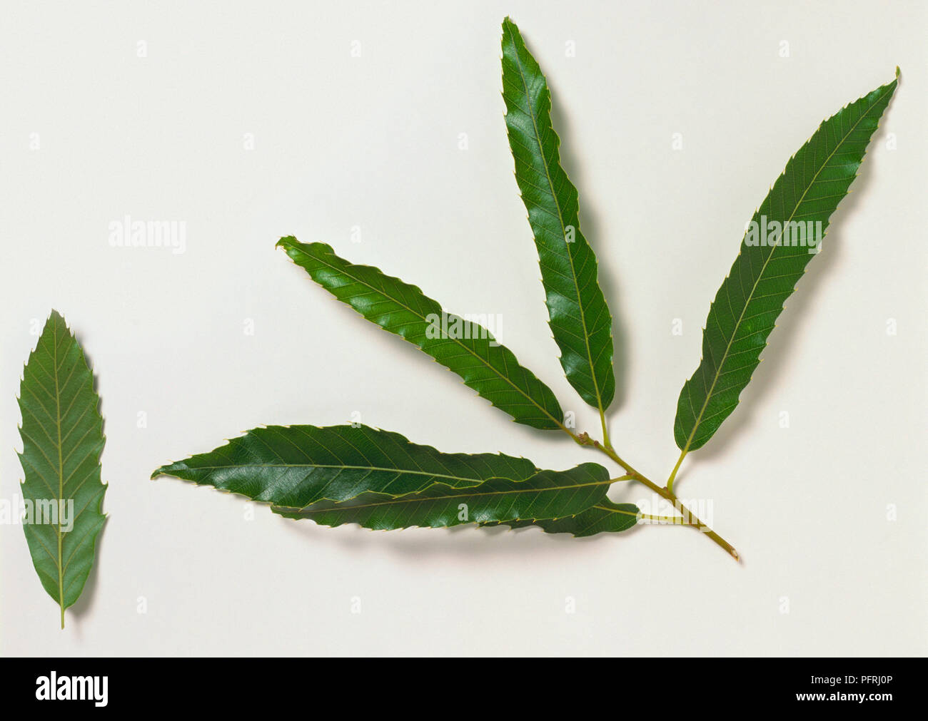 Quercus acutissima (dente di sega quercia), con gambo verde, foglie oblungo Foto Stock
