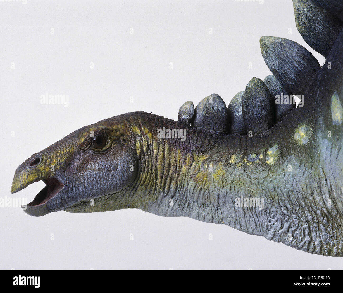 Vista laterale di testa con la bocca aperta, di un modello di testa di un dinosauro placcato, Stegosaurus, con foglia distintivo a forma di piastre corazzate in esecuzione in due righe dalla base del cranio. Il lungo fronte piatta termina in un becco curvo. Foto Stock