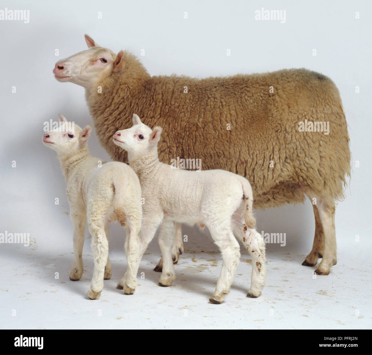 Pecora con due agnelli, guardando lontano Foto Stock
