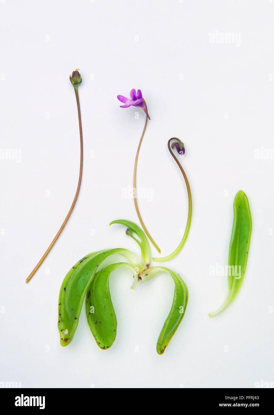 Pinguicula vulgaris (butterwort comune), lunga esili steli di fiori e foglie di piante carnivore Foto Stock