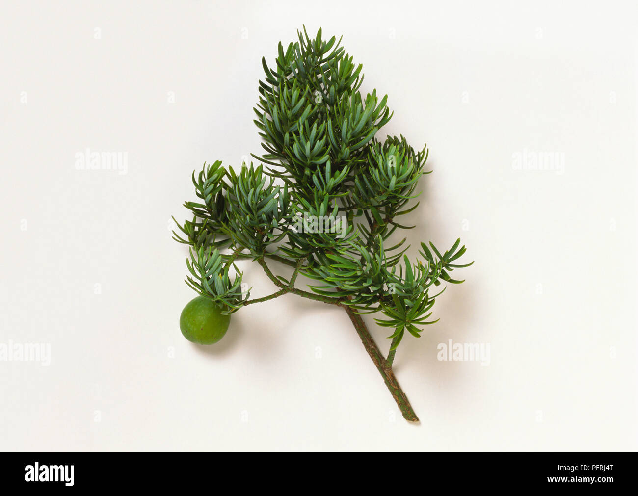 Podocarpus andinus (Prugna fruttato yew), stelo con foglie verdi e frutta Foto Stock