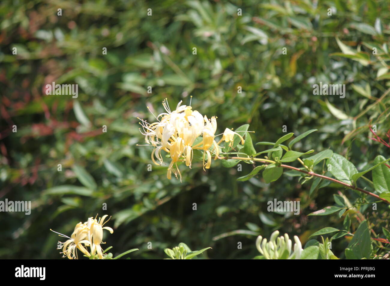 La natura, i fiori Foto Stock