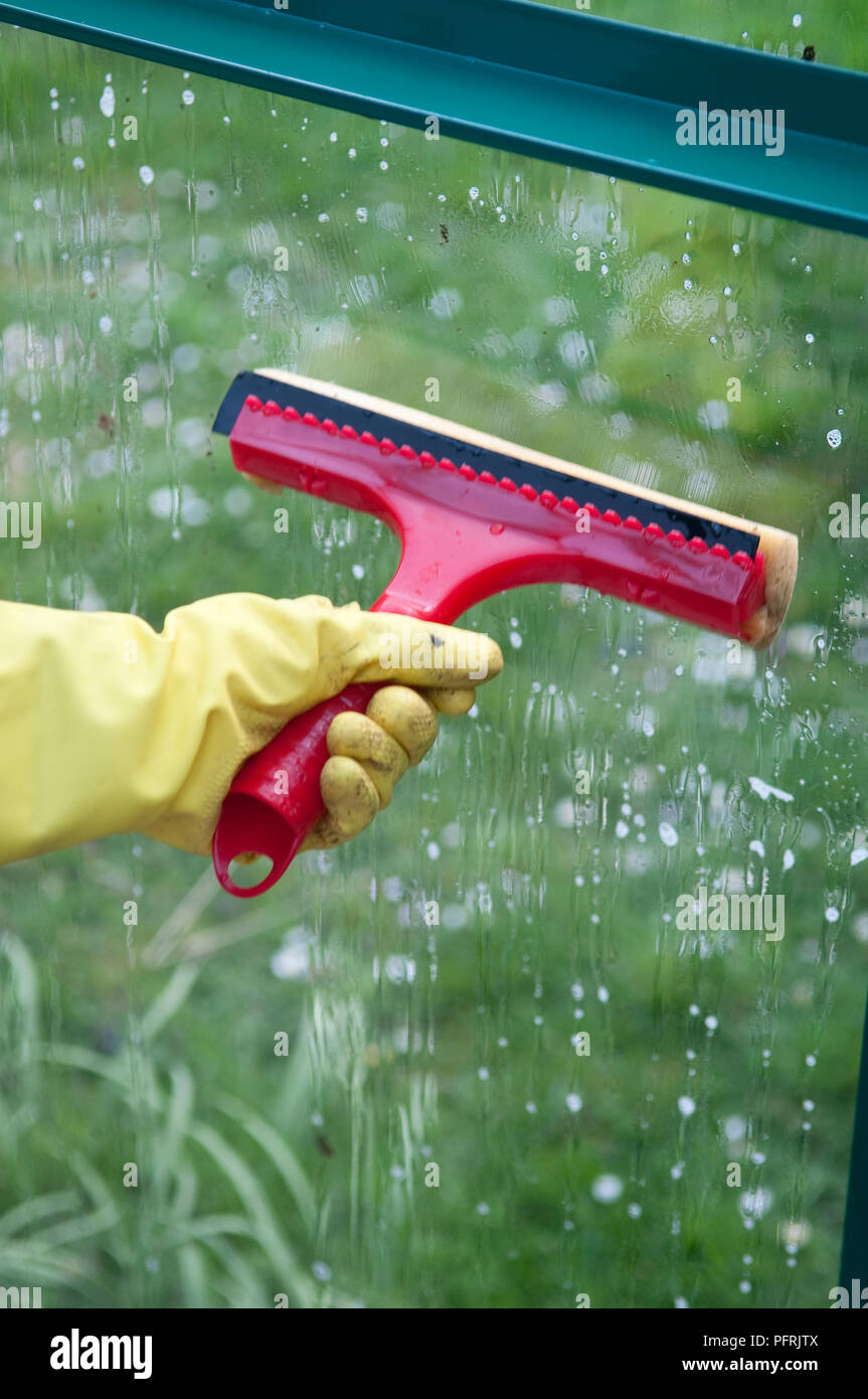 Usando acqua e sapone per pulire la finestra di serra con ventosa Foto Stock