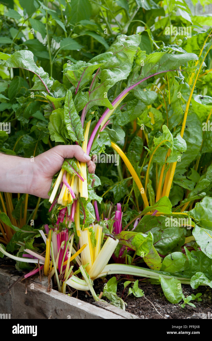 Mano azienda mazzetto di fresco raccolte e coltivate con metodo biologico e giallo bietola svizzera rossa, close-up Foto Stock