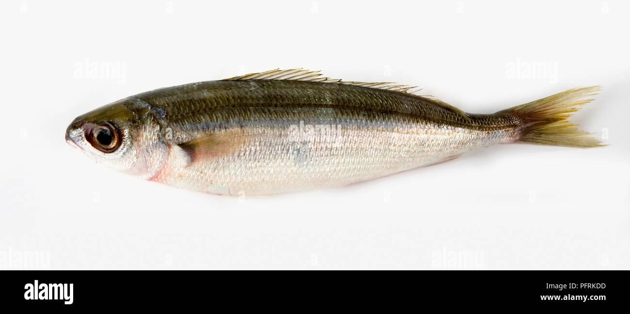 Boga (Boops boops) Foto Stock