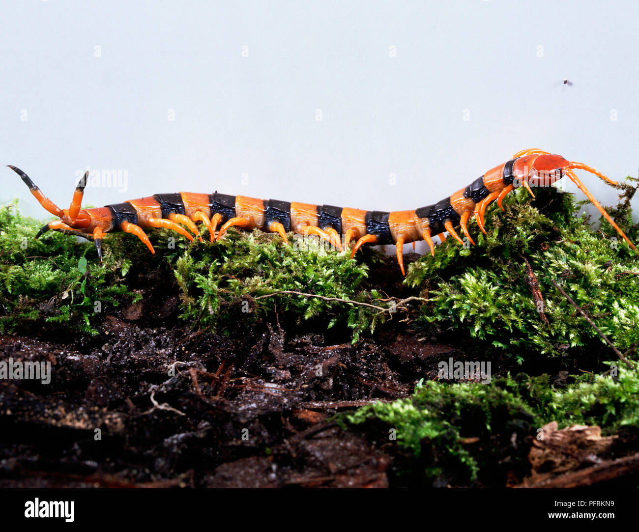 Arancione e nero a strisce Centipede Tiger (Scolopendra polymorpha) slithering su MOSS, vista laterale Foto Stock