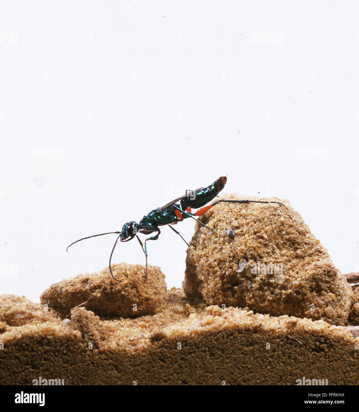 Emerald scarafaggio Wasp o gioiello Wasp (Ampulex compressa) di sabbia sul rock, vista laterale Foto Stock