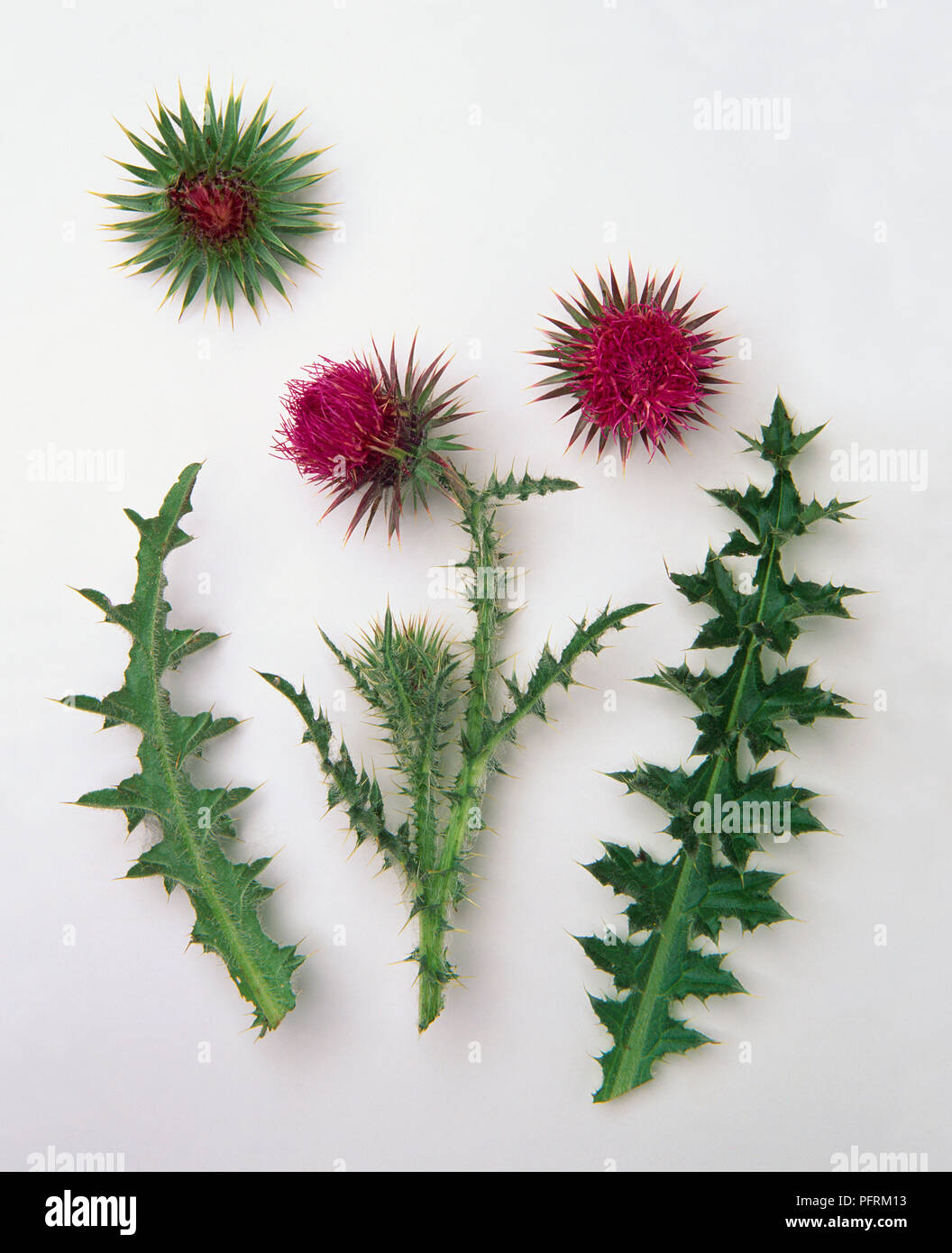 Carduus nutans (Musk thistle), di foglie e di profonda fiori di colore rosa Foto Stock