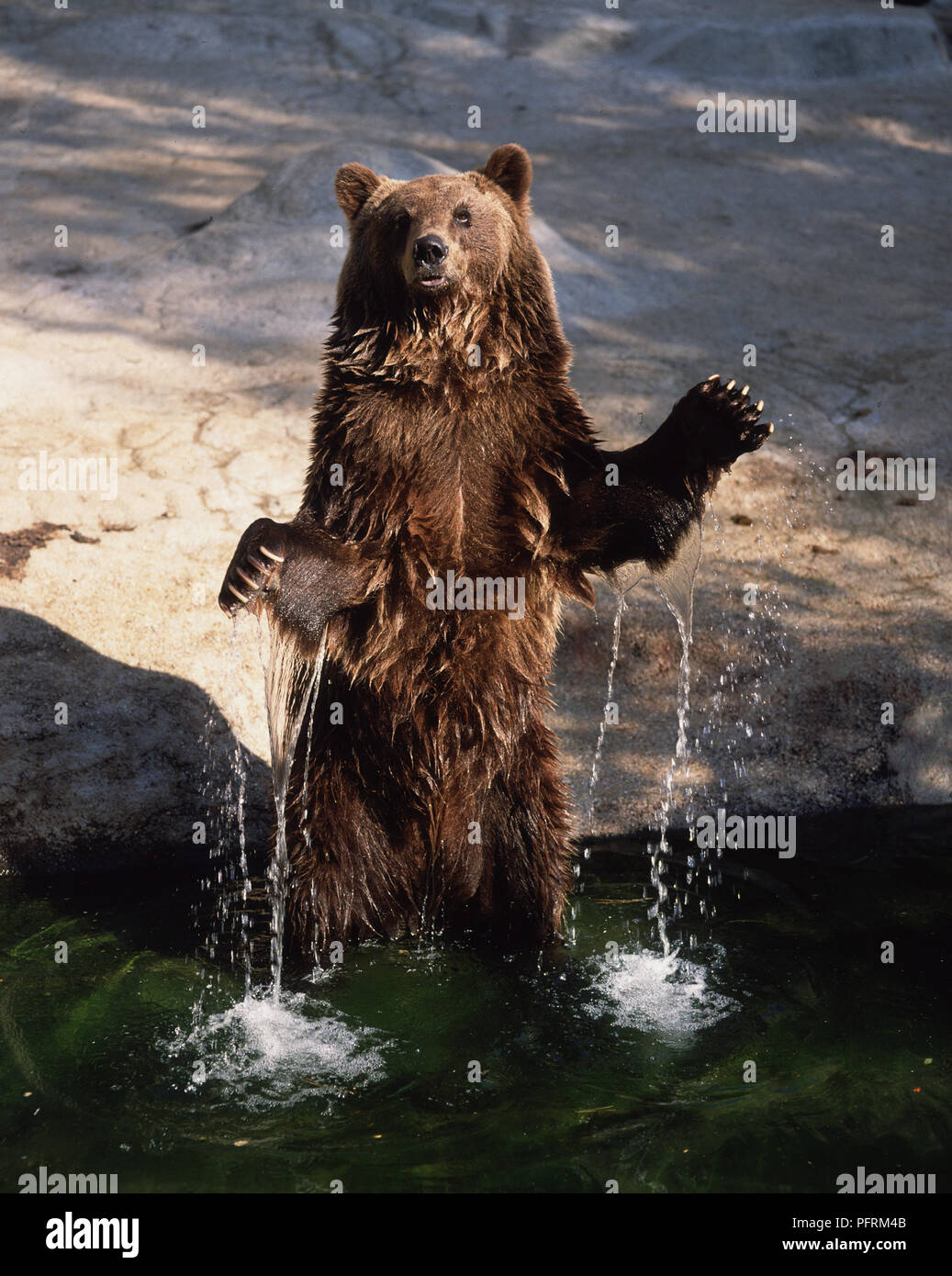 Ursus arctos (l'orso bruno). Famiglia Ursidae. Unione Orso Bruno (brevetto statunitense n. a. arctos) con pelo bagnato in piedi in acqua Foto Stock Ursus arctos (l'orso bruno). Famiglia Ursidae. Unione Orso Bruno (brevetto statunitense n. a. arctos) con pelo bagnato in piedi in acqua Foto Stock