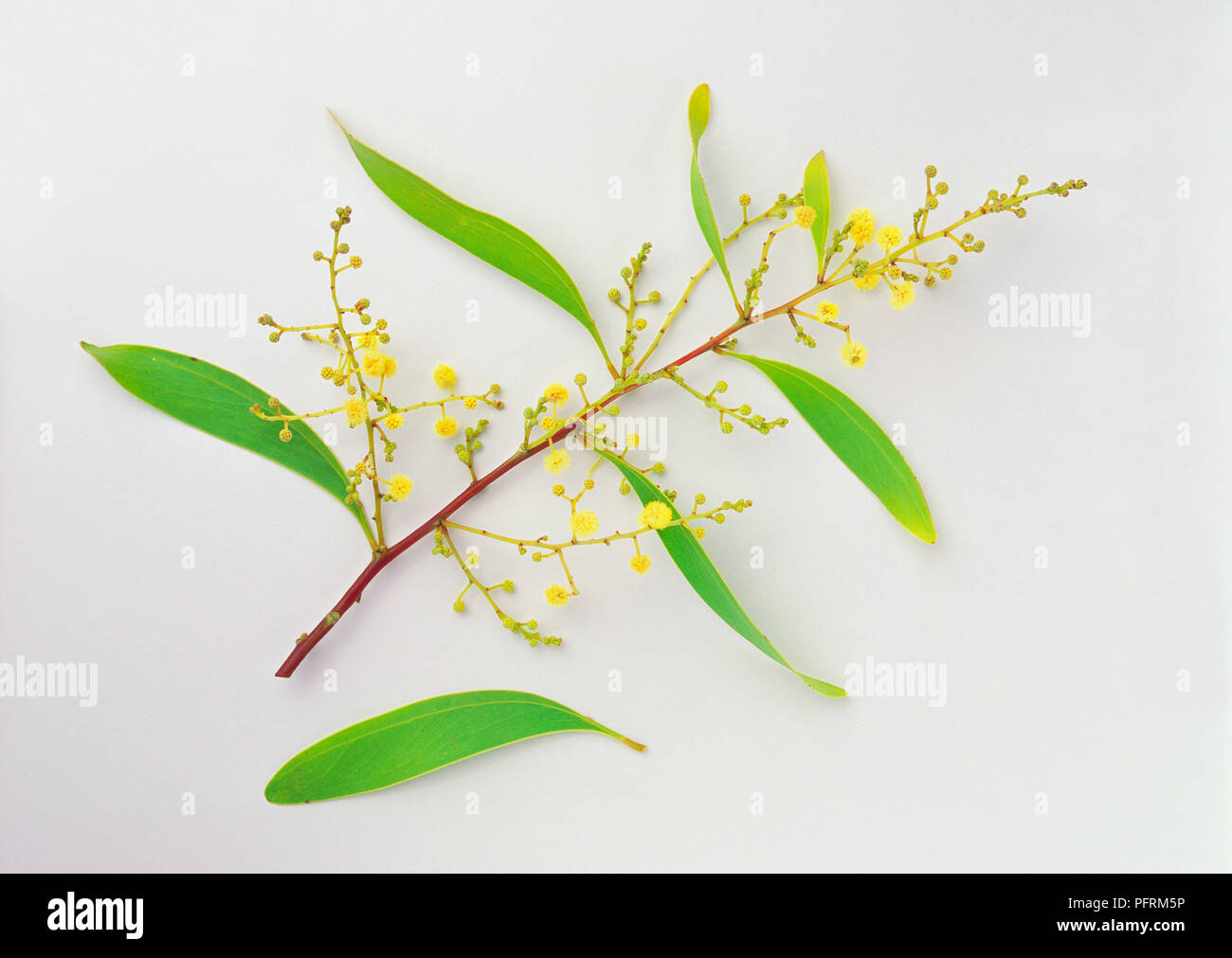 Acacia falciformis (pallido graticcio in legno hickory), la punta di un ramo con lunghi, foglie lineari e piccoli, profumati e fiori di colore giallo Foto Stock