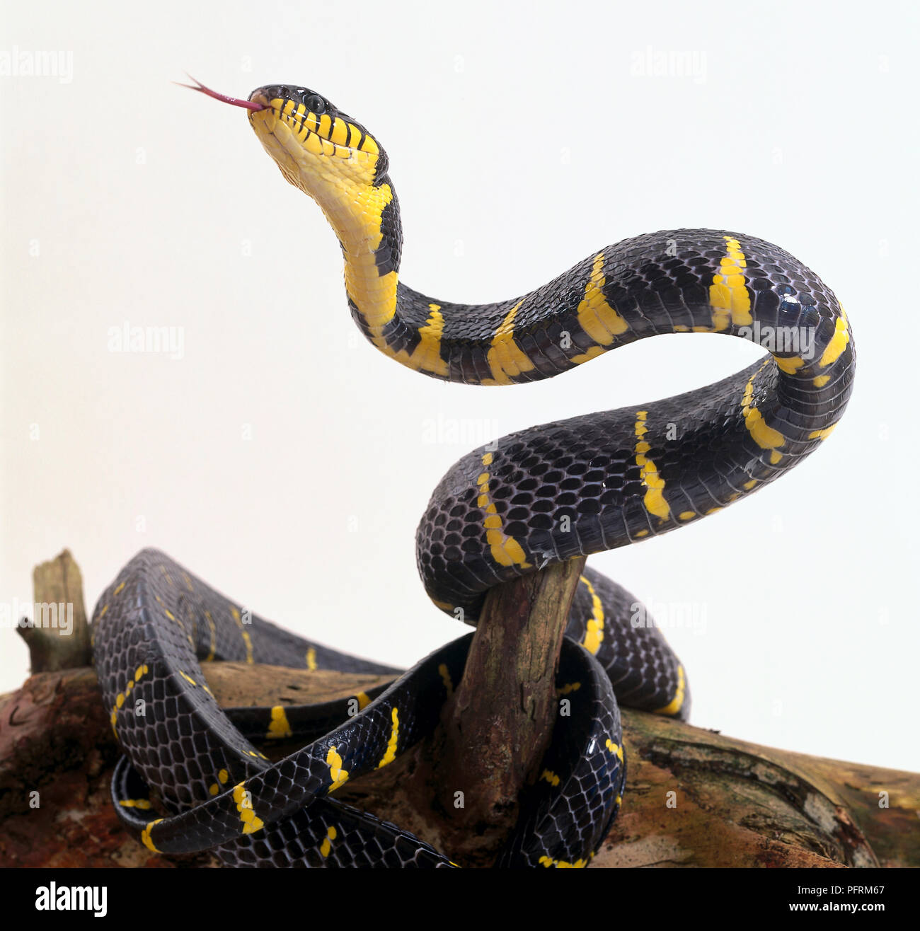 Gold-inanellati Cat Snake (Boiga dendrophila) avvolto sul log, corpo superiore sollevata e la lingua di fuori Foto Stock