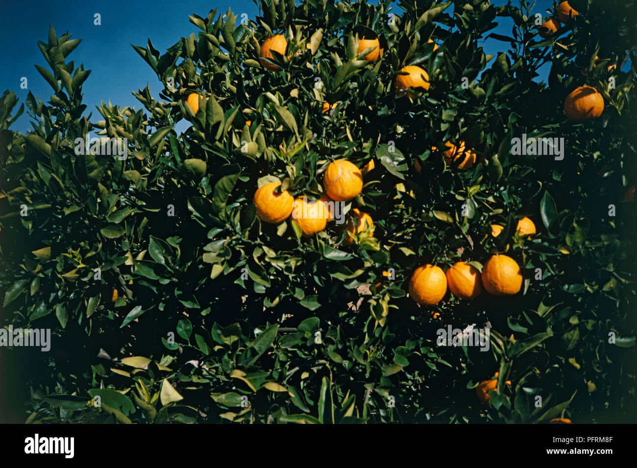 Mature le arance dolci su albero, close-up Foto Stock