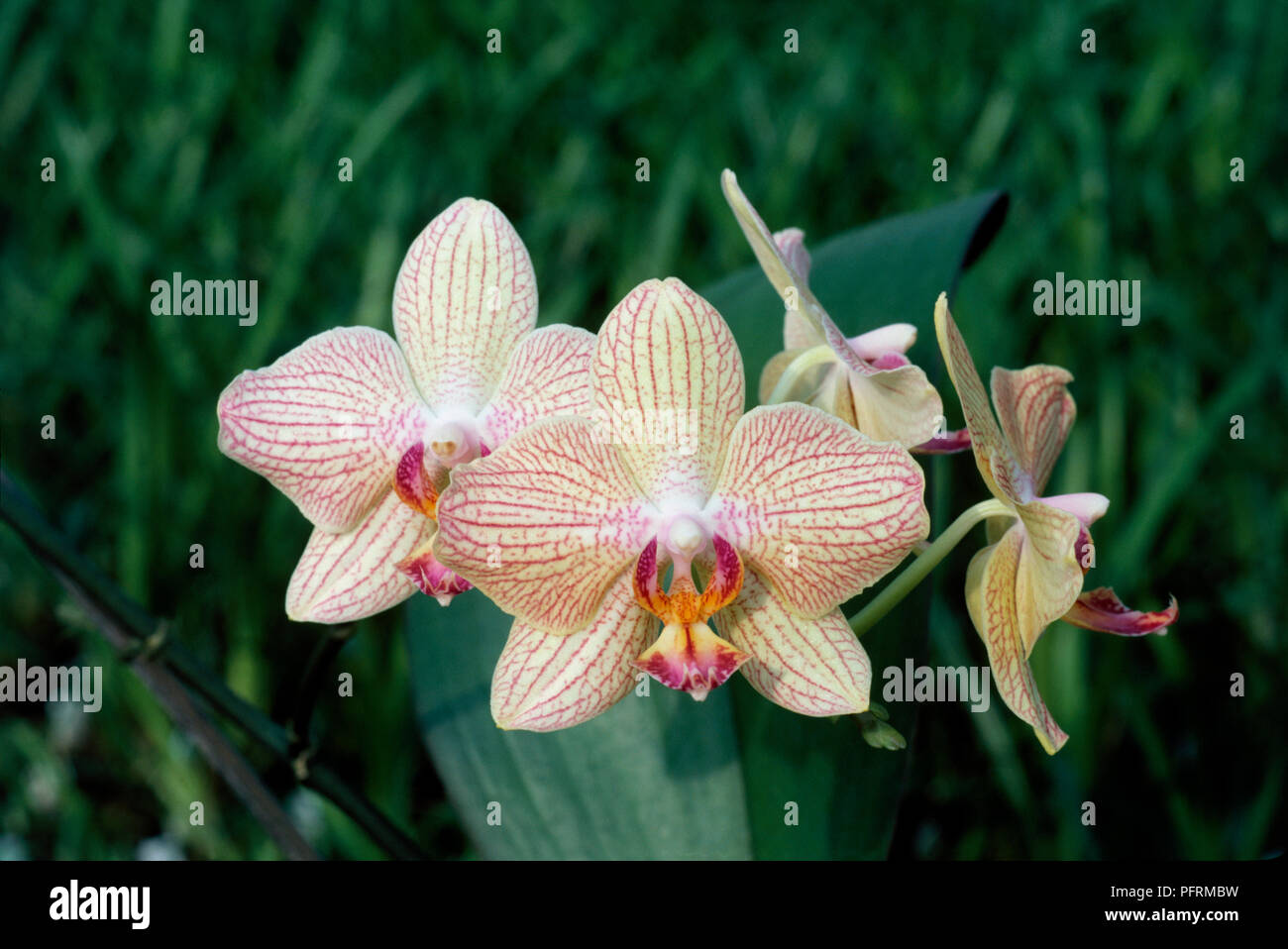 Le orchidee bianche con il rosso-rosa linee, close-up Foto Stock