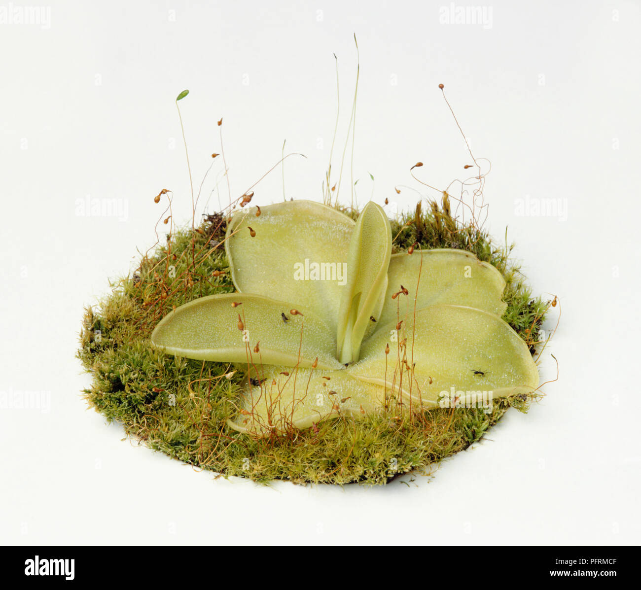 Piccole mosche sul Pinguicula carnivore (Butterwort) impianto Foto Stock