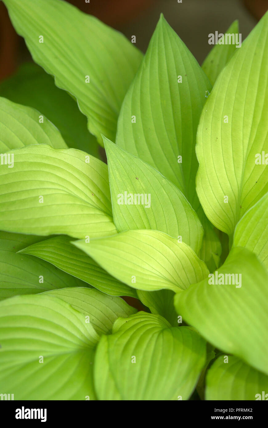 Hosta fortunei aurea (Piantaggine giglio), verde brillante delle grandi foglie di forma ovale, con venatura parallela, close-up Foto Stock