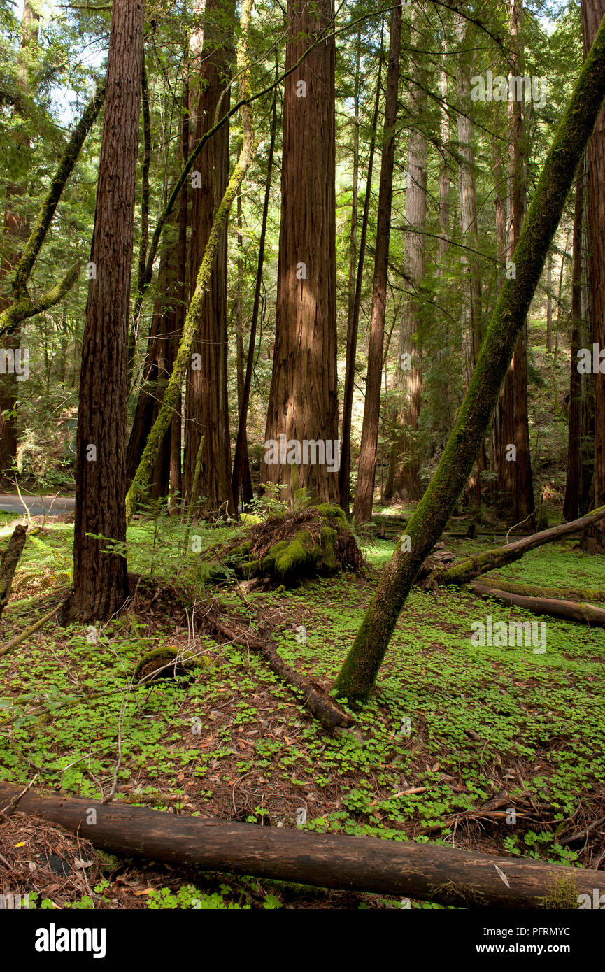 Stati Uniti, California, Sonoma County, Russian River, Armstrong Redwoods Riserva Naturale Statale, il Sequoia sp. (Redwood alberi) Foto Stock