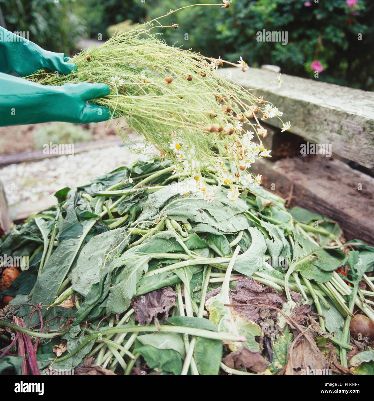Le mani, indossare guanti protettivi in gomma, tenendo la camomilla sopra impianti di compostaggio Foto Stock