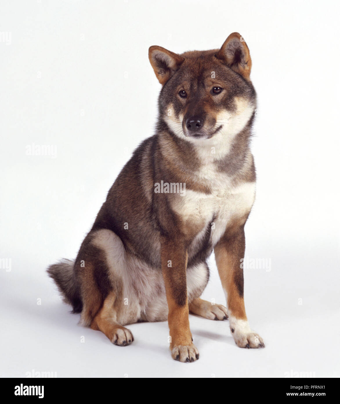Shikoku cane, seduta Foto Stock