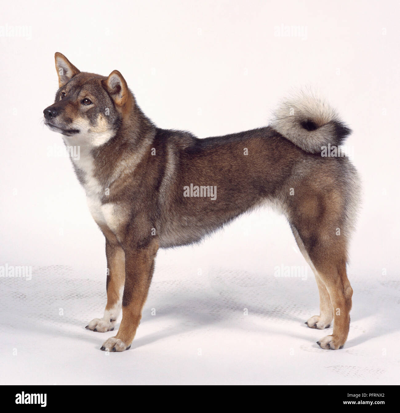 Cane di Shikoku, in piedi Foto Stock