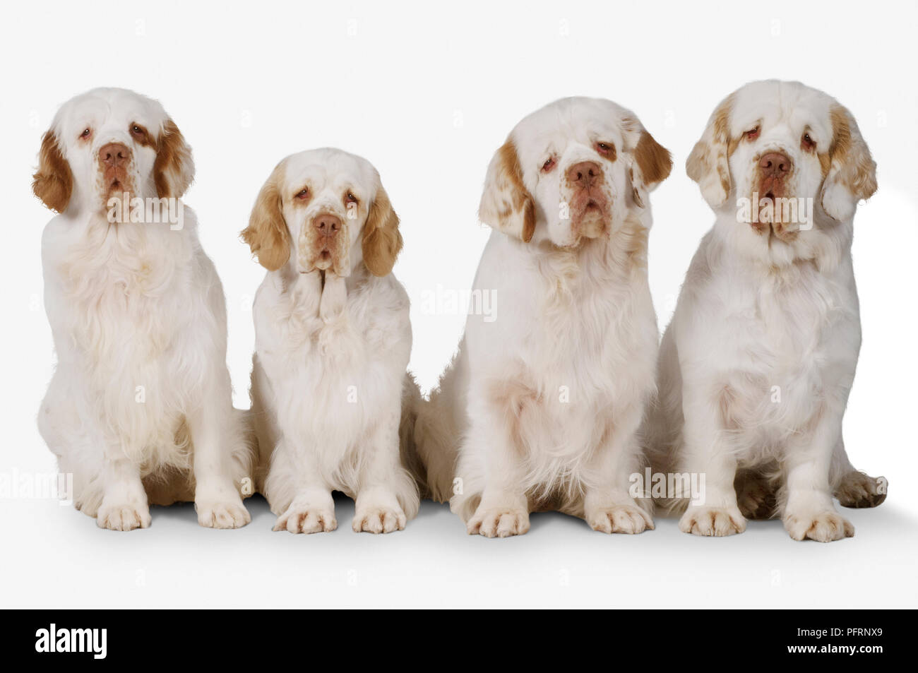 Fila di bianco e il limone Clumber Spaniel cani Foto Stock