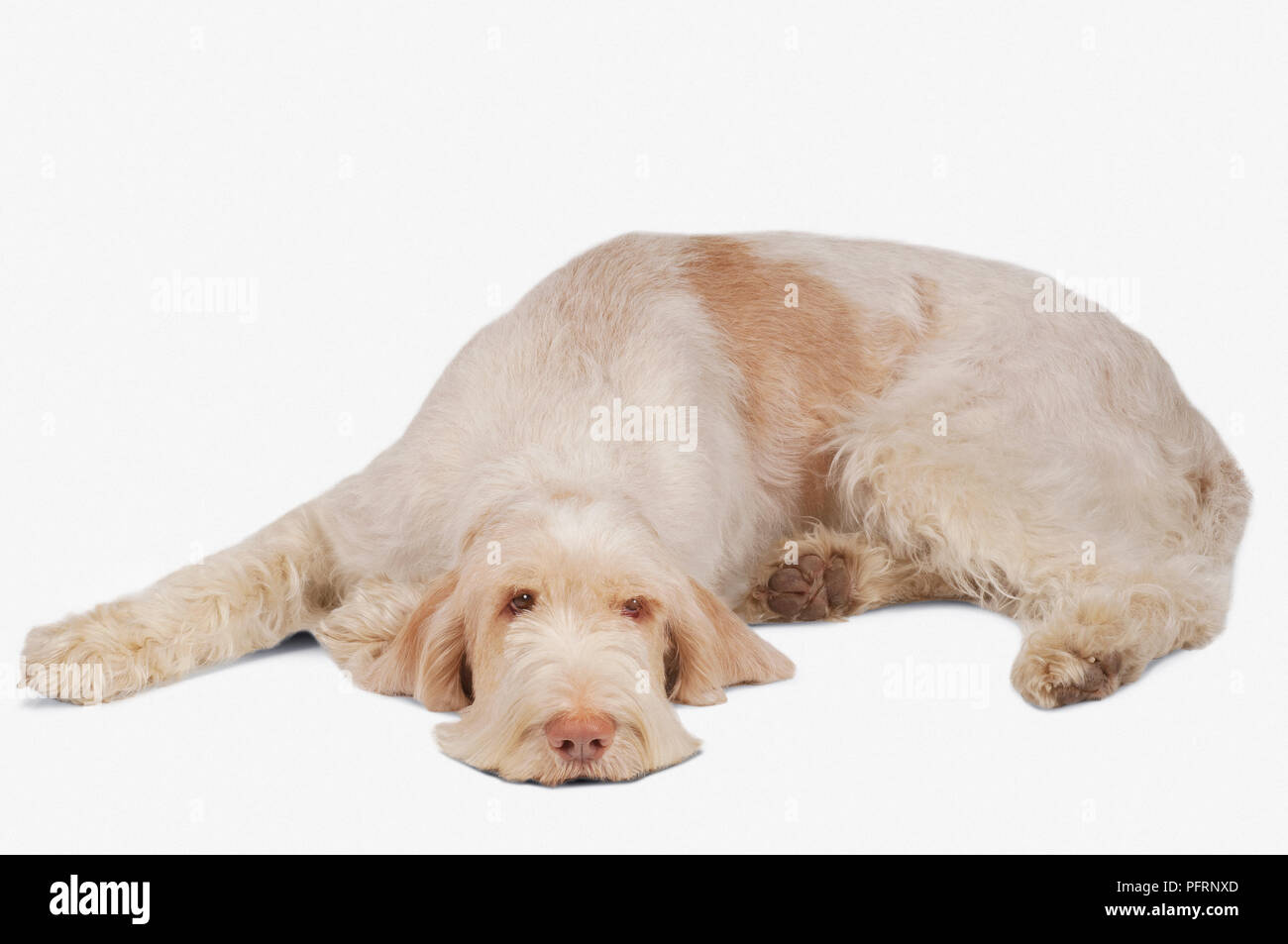 Arancio-Stefano Spinone italiano, sdraiato Foto Stock