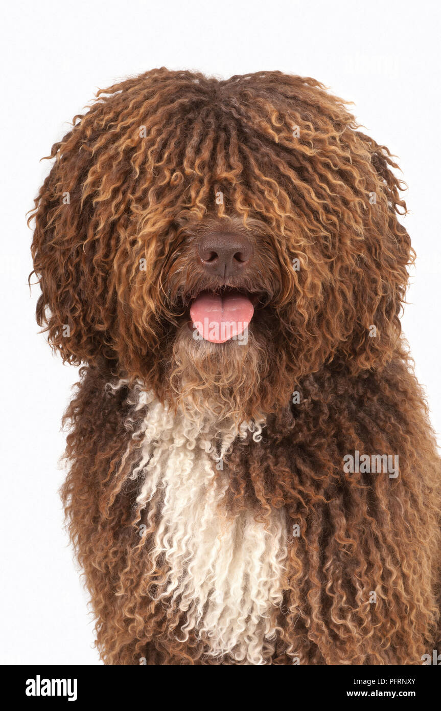 Marrone e bianco curly rivestite con acqua spagnolo cane (Perro de Agua Espanol) Foto Stock