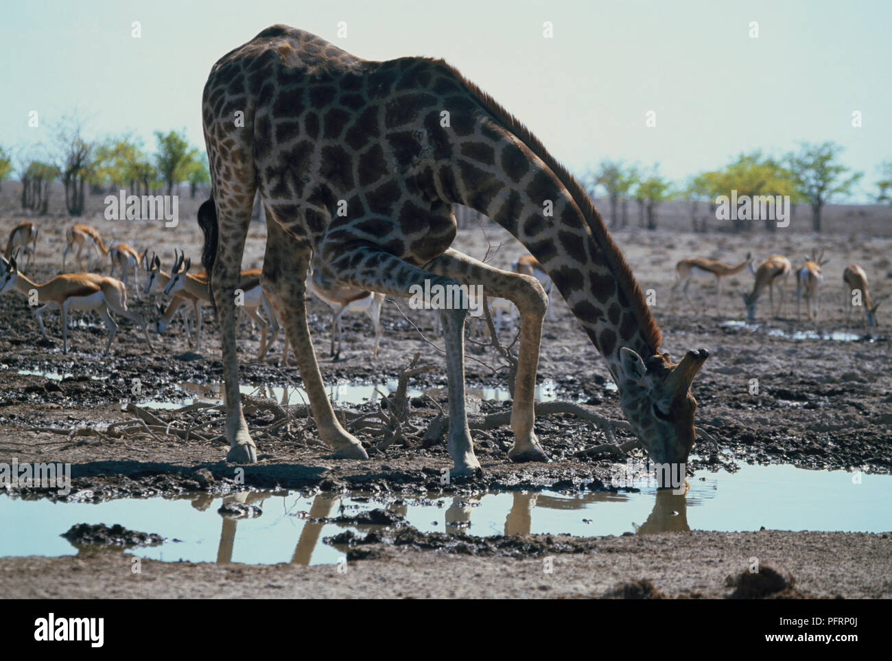 Africa, Okaukuejo, Namibia, il Parco Nazionale di Etosha, Giraffe (Giraffa camelopardalis) bevendo al waterhole con allevamento di Thomson gazzella è lo sfondo Foto Stock