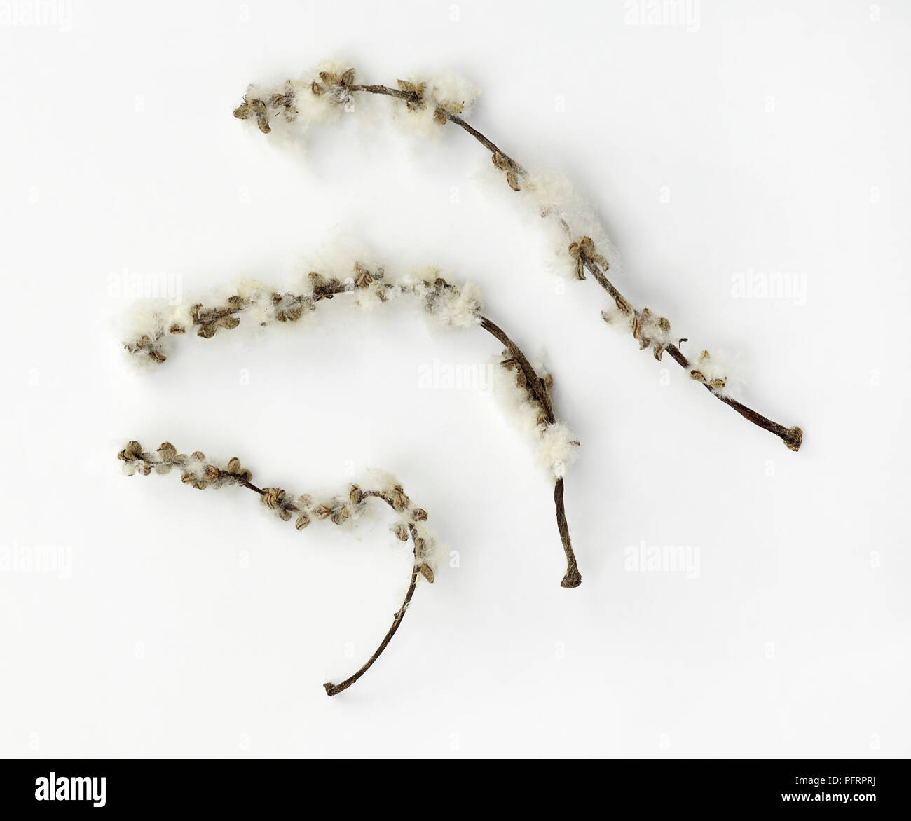 Populus lasiocarpa (Cinese collana pioppo), bianco semi Foto Stock