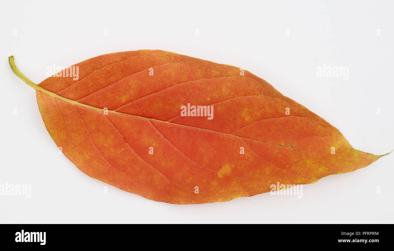 Nissa sinensis (Cinese tupelo), red leaf Foto Stock