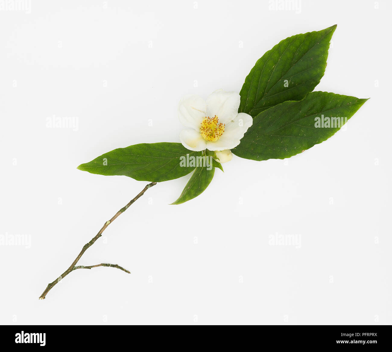 Stewartia sinensis (Stewartia cinese), fiore bianco e foglie Foto Stock