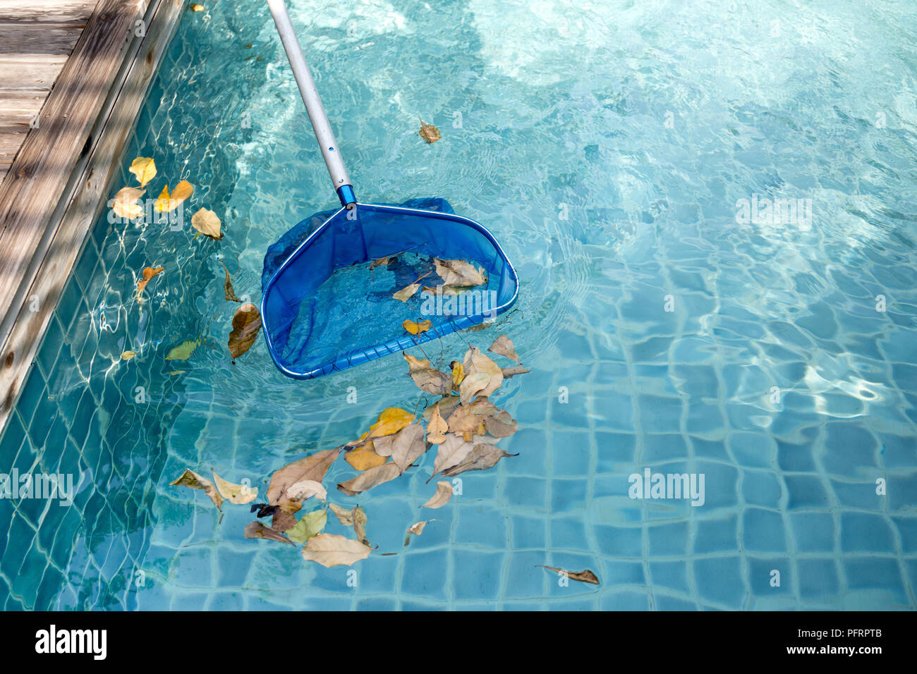 Pulizia piscina di caduta foglie con la schiumarola blu net Foto Stock