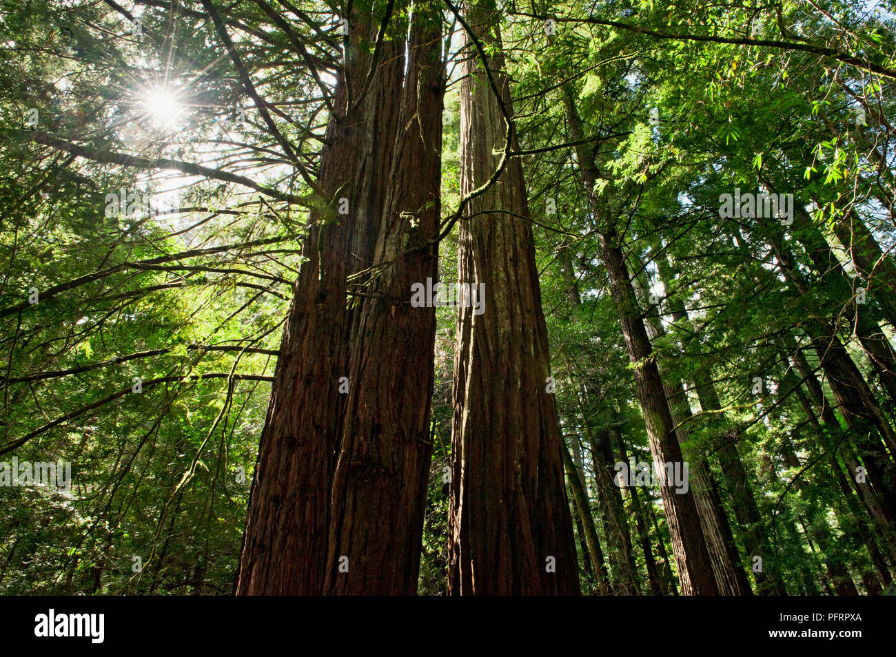 Stati Uniti, California, Sonoma County, Armstrong Redwoods State Park, la luce del sole attraverso gli alberi alti in foresta Foto Stock