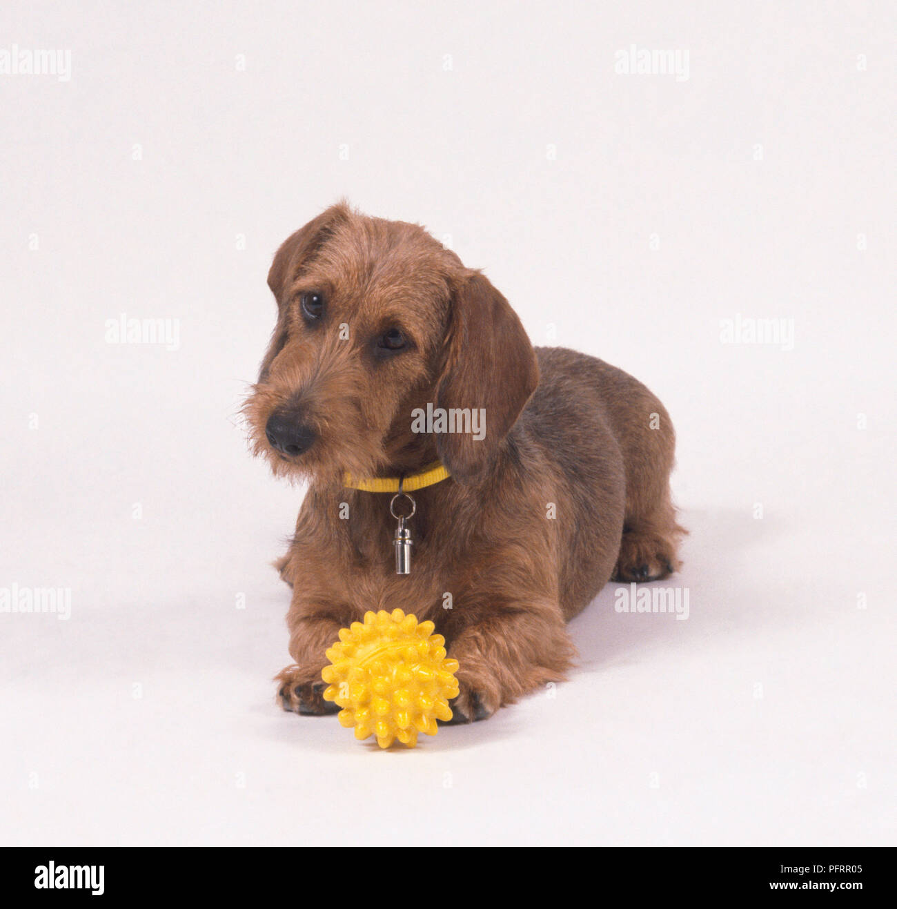 Il filo marrone con capelli Bassotto giallo con i giocattoli per animali da compagnia Foto Stock