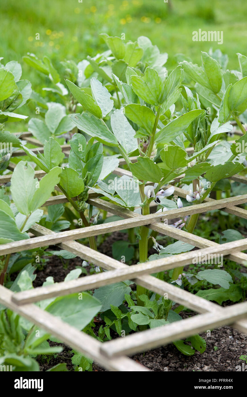 Fave coltivate con l aiuto di un traliccio, posati orizzontalmente sul terreno Foto Stock