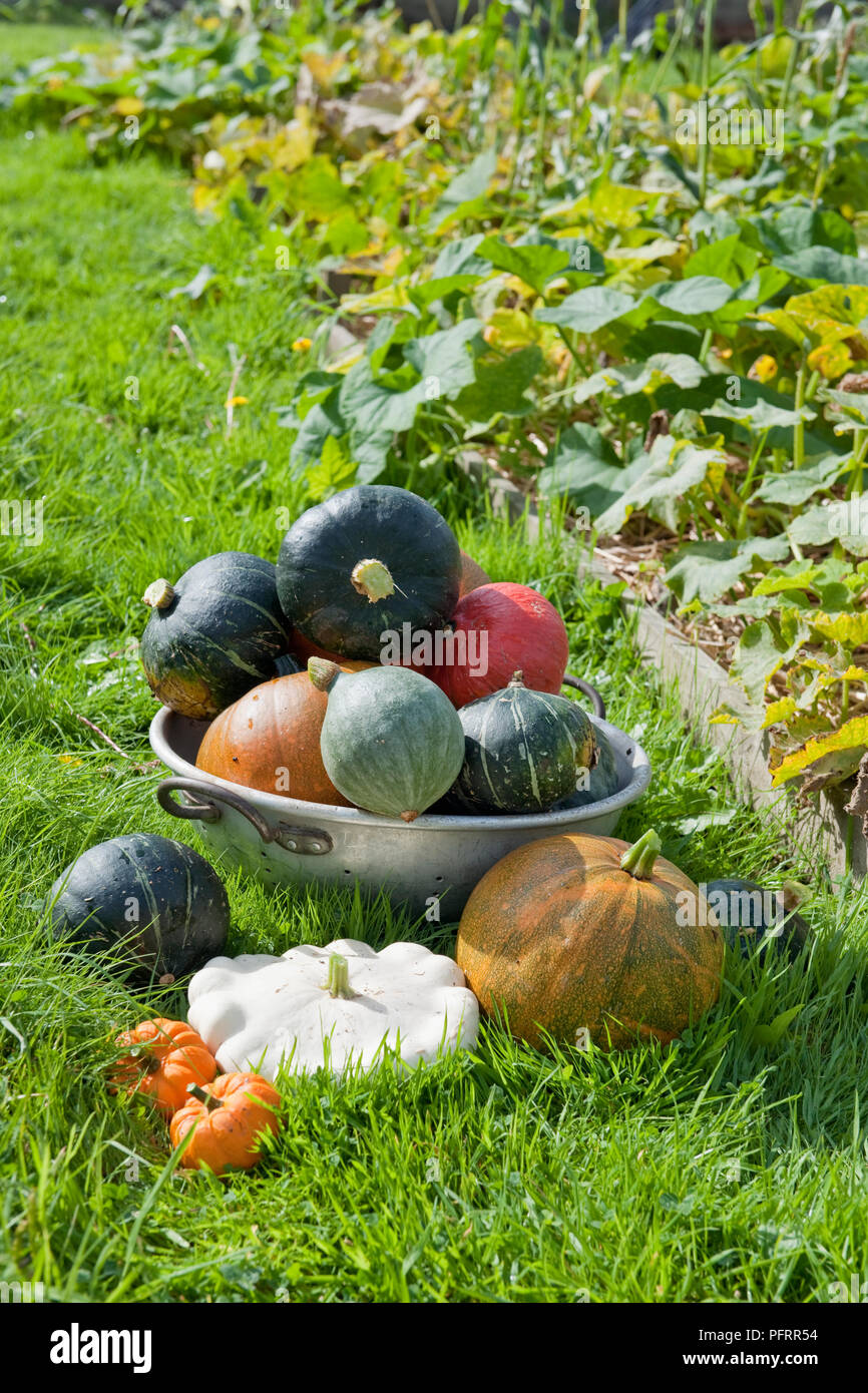 Una selezione di raccolti di fresco e coltivati biologicamente zucche Foto Stock