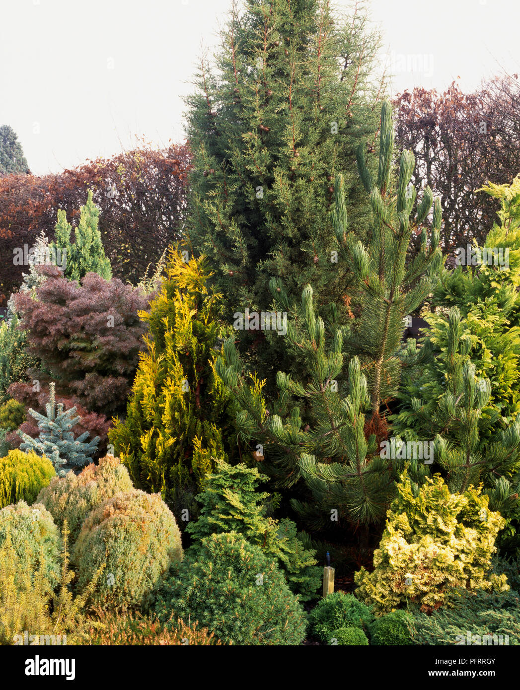 Evergreen pini e alberi conifir in giardino Foto Stock