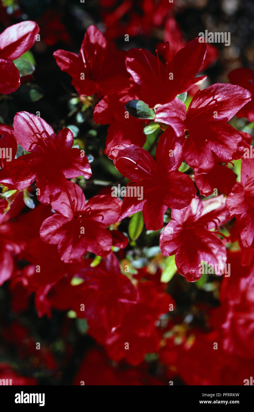 Rhododendron 'John Cairns' con profondo rosso dei fiori, close-up Foto Stock