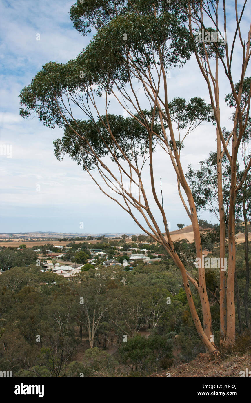 In Australia, in Sud Australia, Melrose, viste da Mount Remarkable Foto Stock