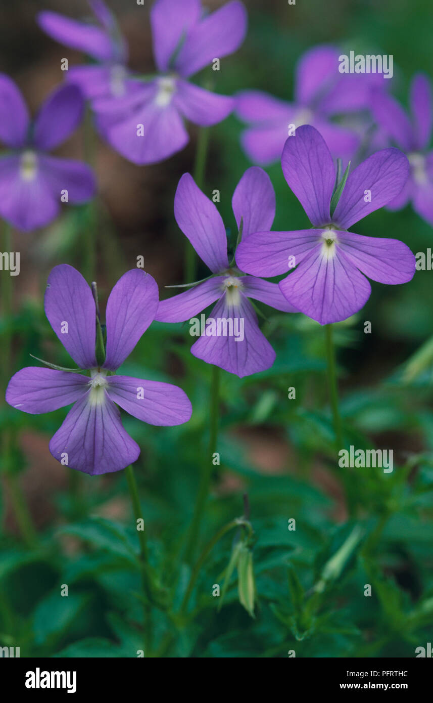 Viola cornuta (cornuto violetta, tufted pansy), fiori, close-up Foto Stock