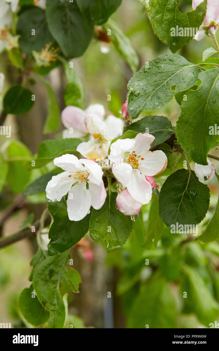 Fiore di melo Foto Stock